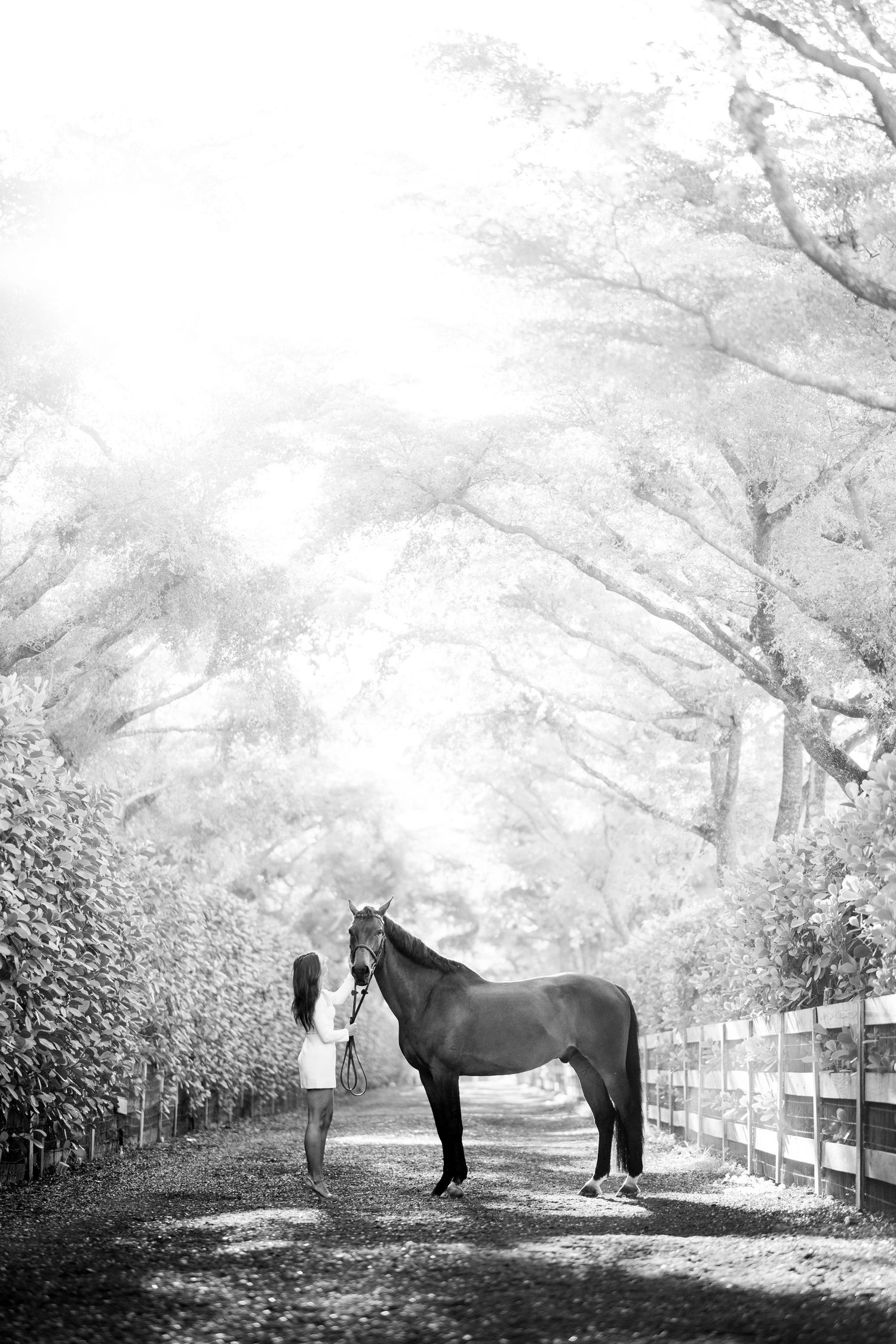 Black and white photo of a woman standing with a dark horse on a tree-lined path with soft light filtering through.