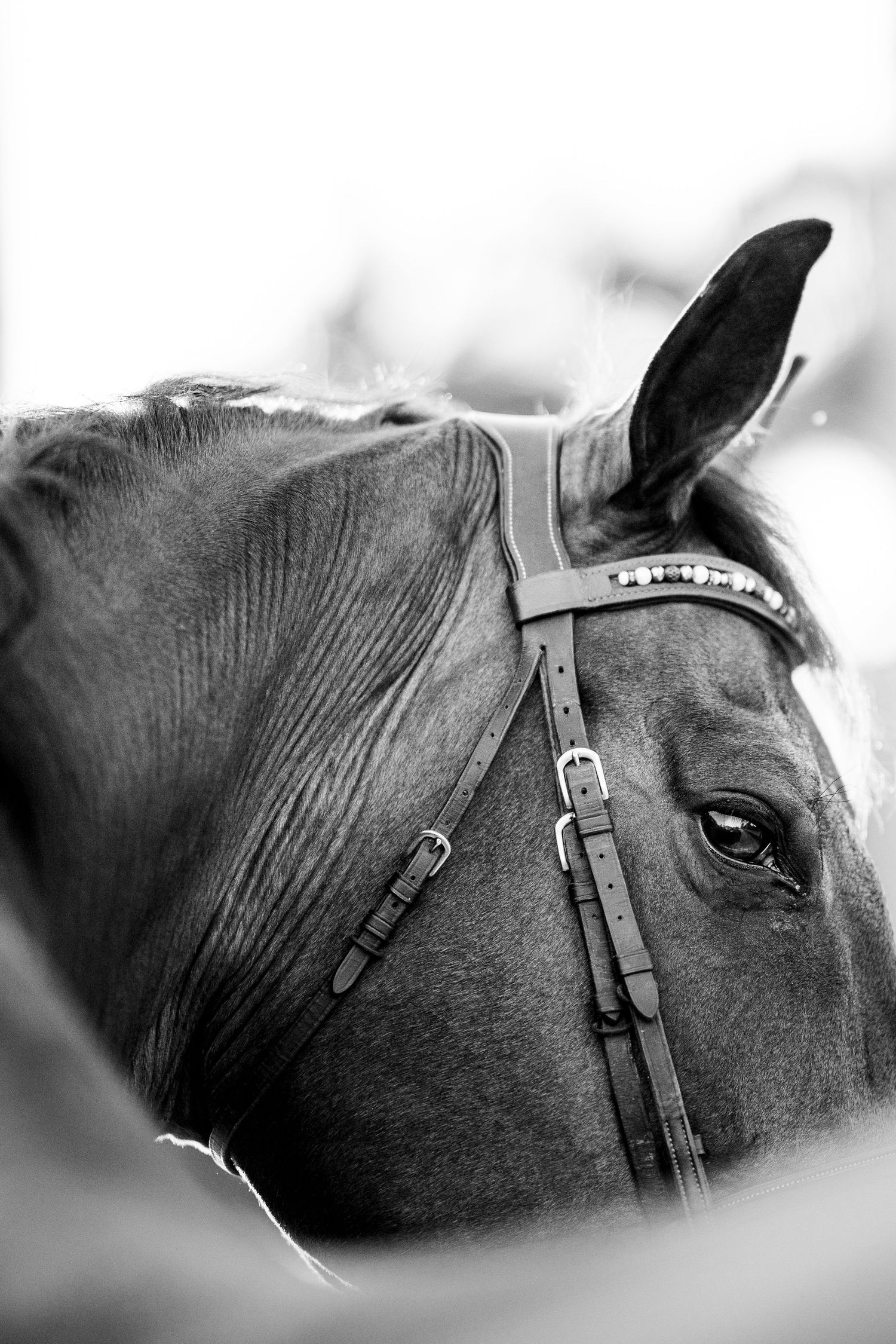 Black and white close-up portrait of a horse wearing a bridle, showcasing its eye and muscular neck.