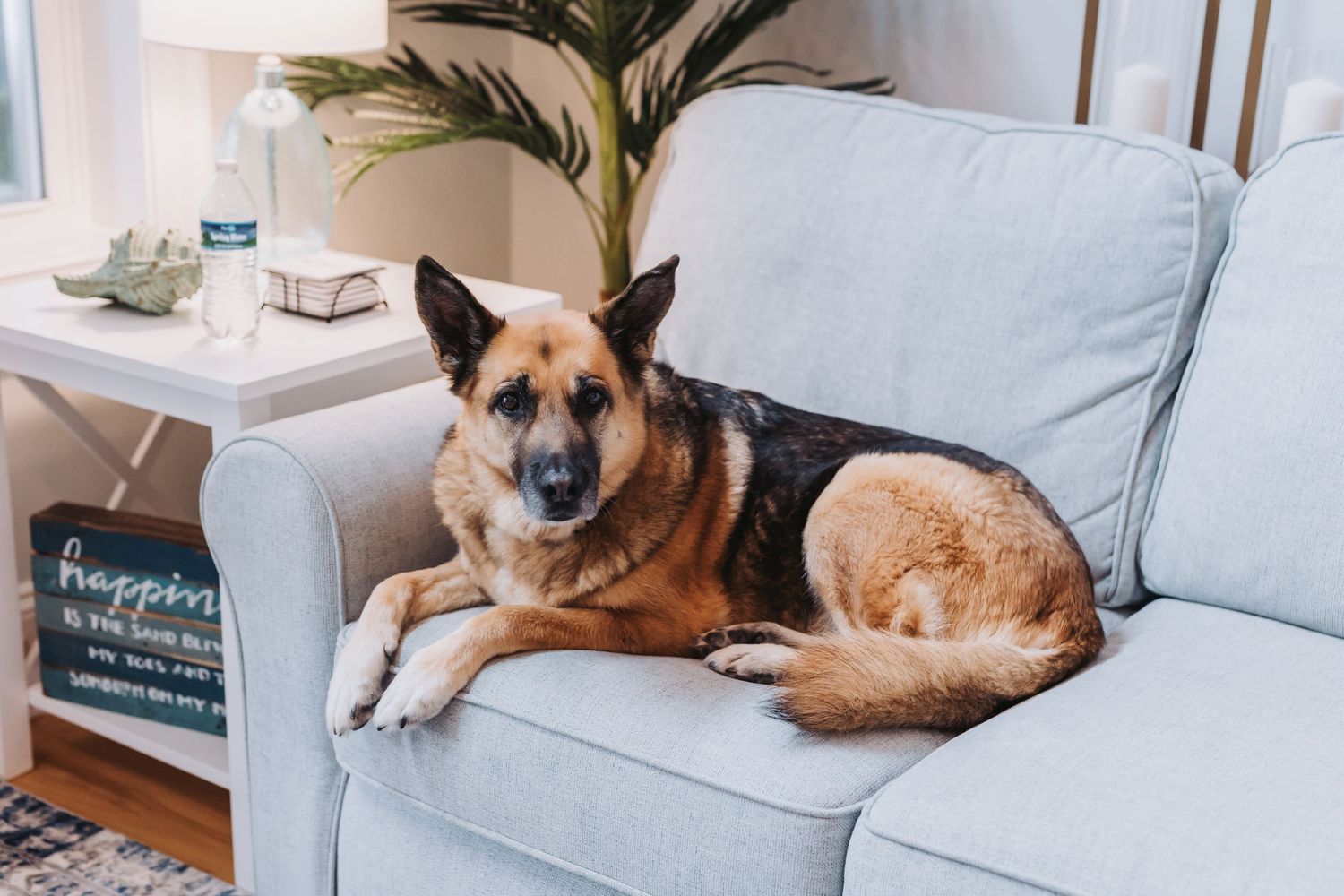 Calm German Shepherd dog relaxes on a light gray sofa in a bright, cozy living room.