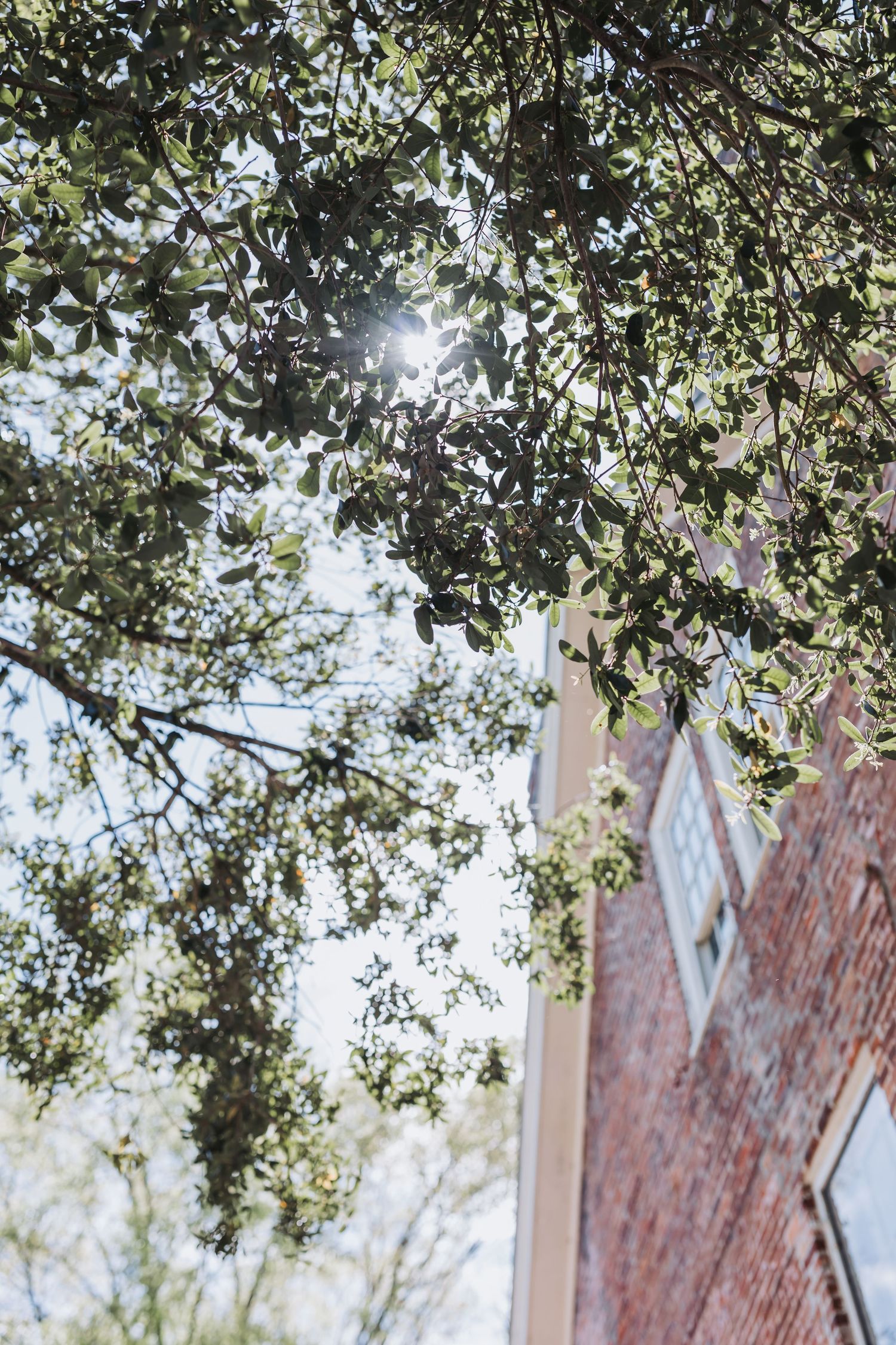Sunlight filters through lush green tree branches beside a historic red brick building on a bright day.