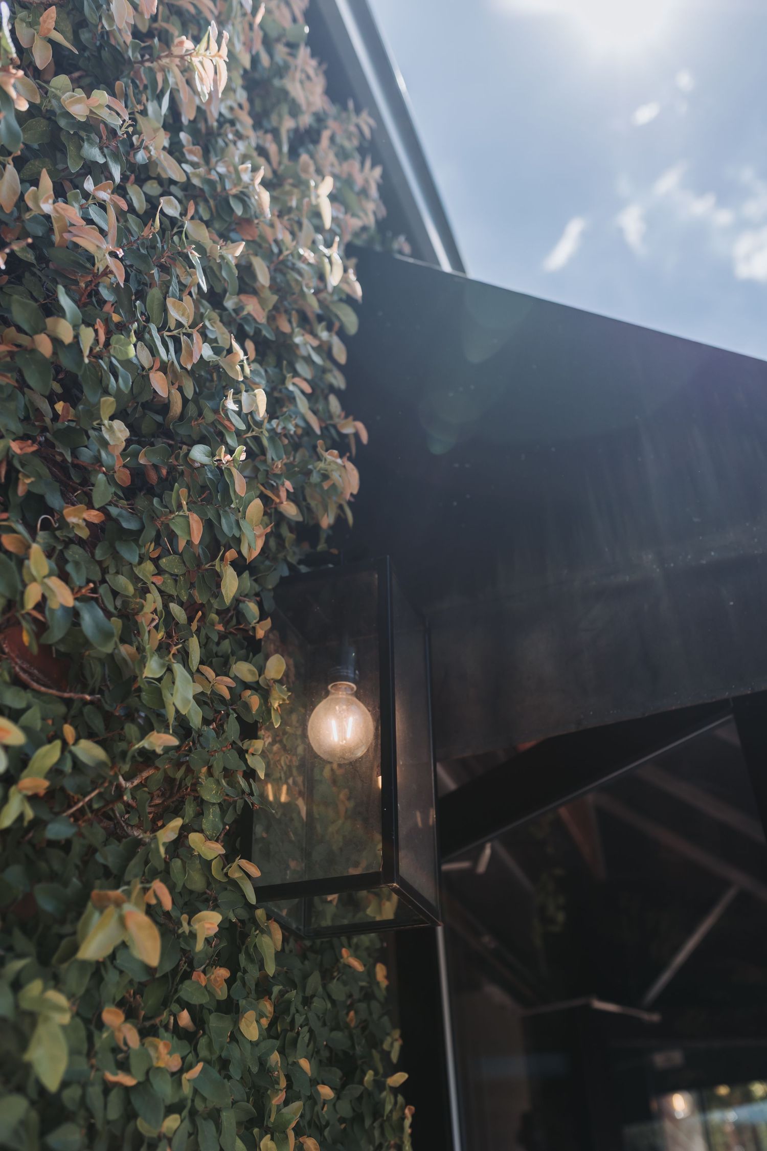 A glowing Edison bulb mounted on a dark wall covered in lush green ivy leaves with a bright sky above.