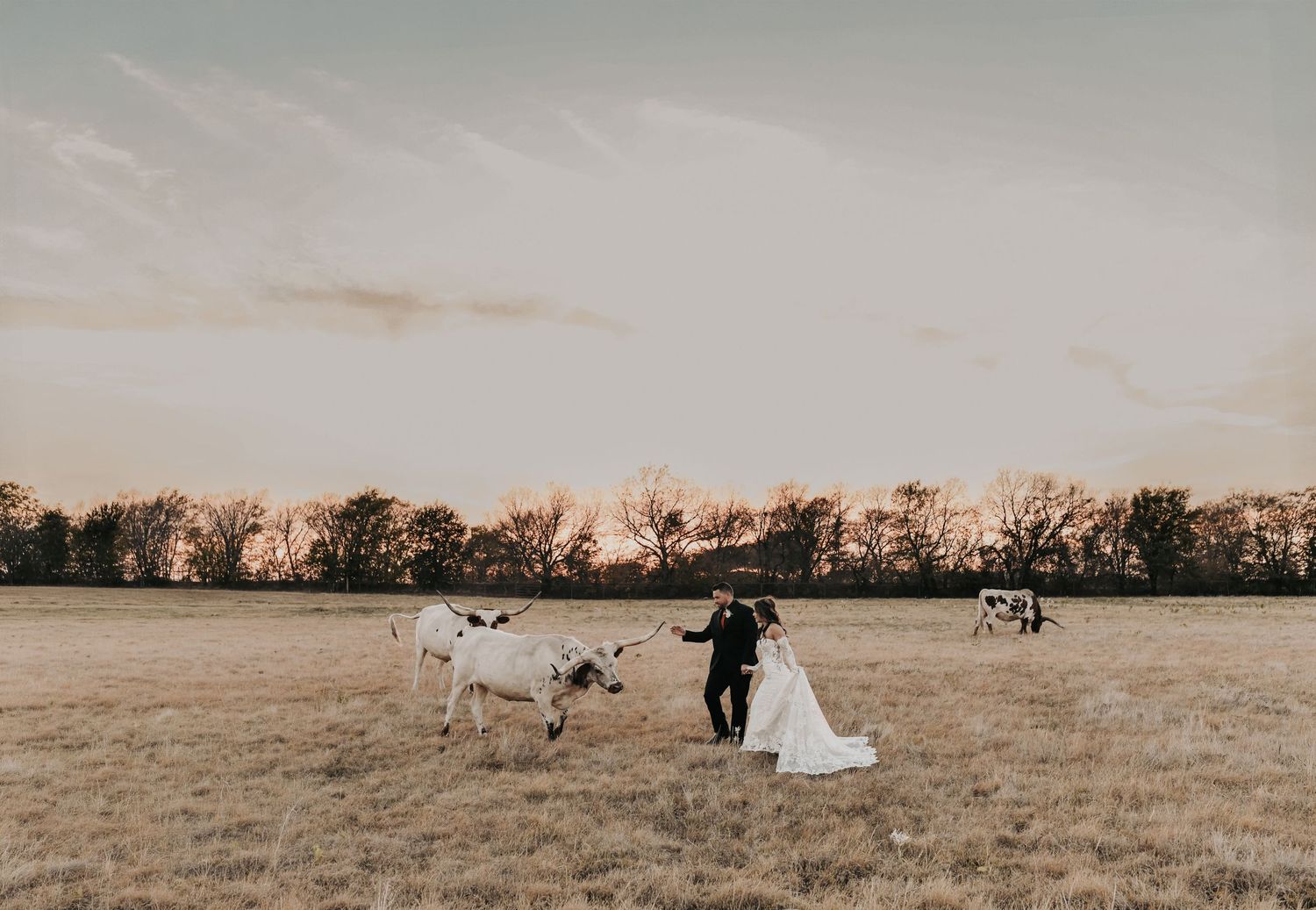 Bride and groom wedding portrait with longhorns at Lucky Spur Ranch