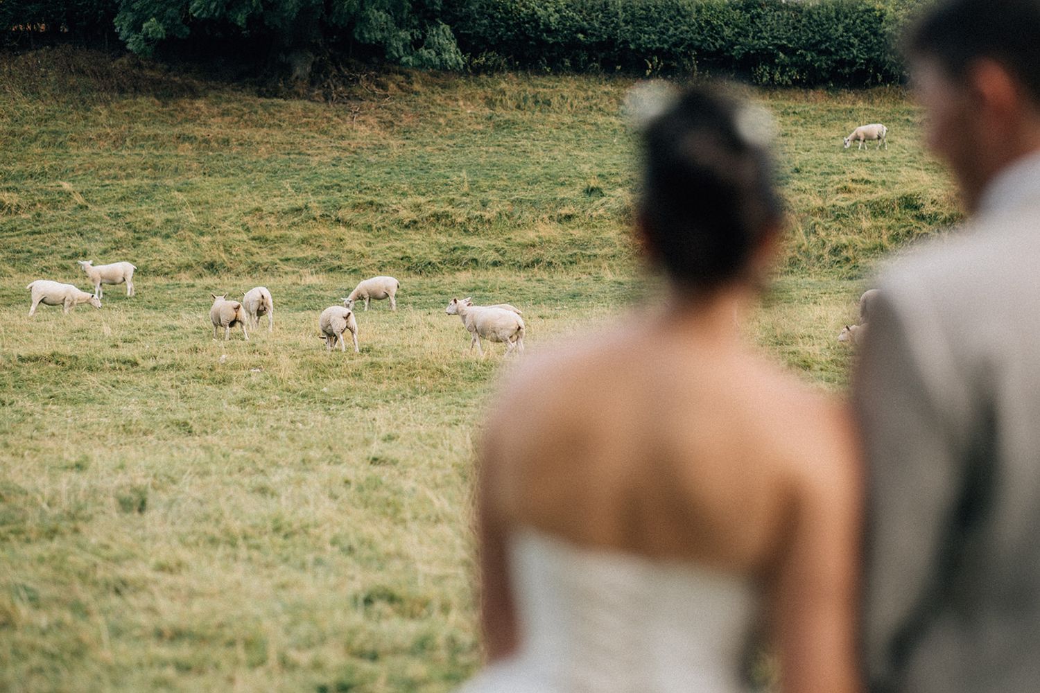 Blurred bride and groom at a Yorkshire wedding gaze across a green pasture where sheep graze, in a romantic countryside wedding photo.