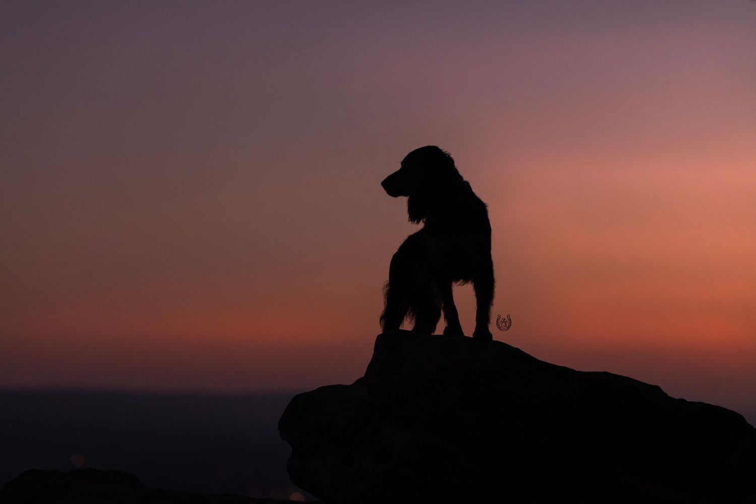 Silhouette of a dog sitting on a rock against a vibrant purple and orange sunset sky.