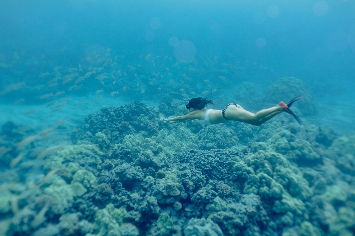 swimming in hawaii