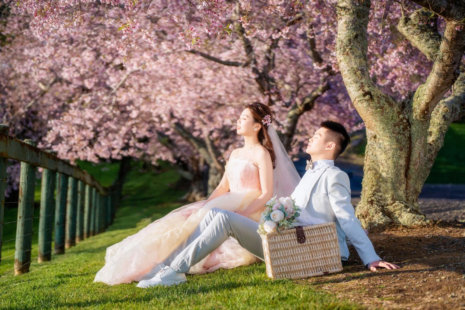 Romantic couple sitting under blooming pink cherry blossom trees for spring pre-wedding photos in Auckland.