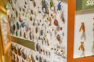 A collection of mounted insects and specimens displayed in glass cases with warm lighting and wooden frames.