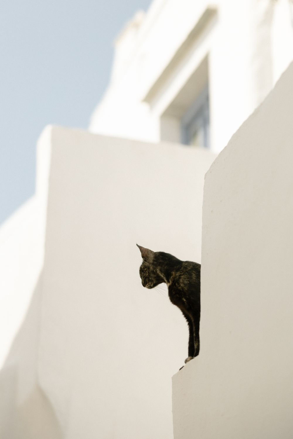 Black cat peeks around corner of white Mediterranean building against bright sky. Wedding photographer Sifnos