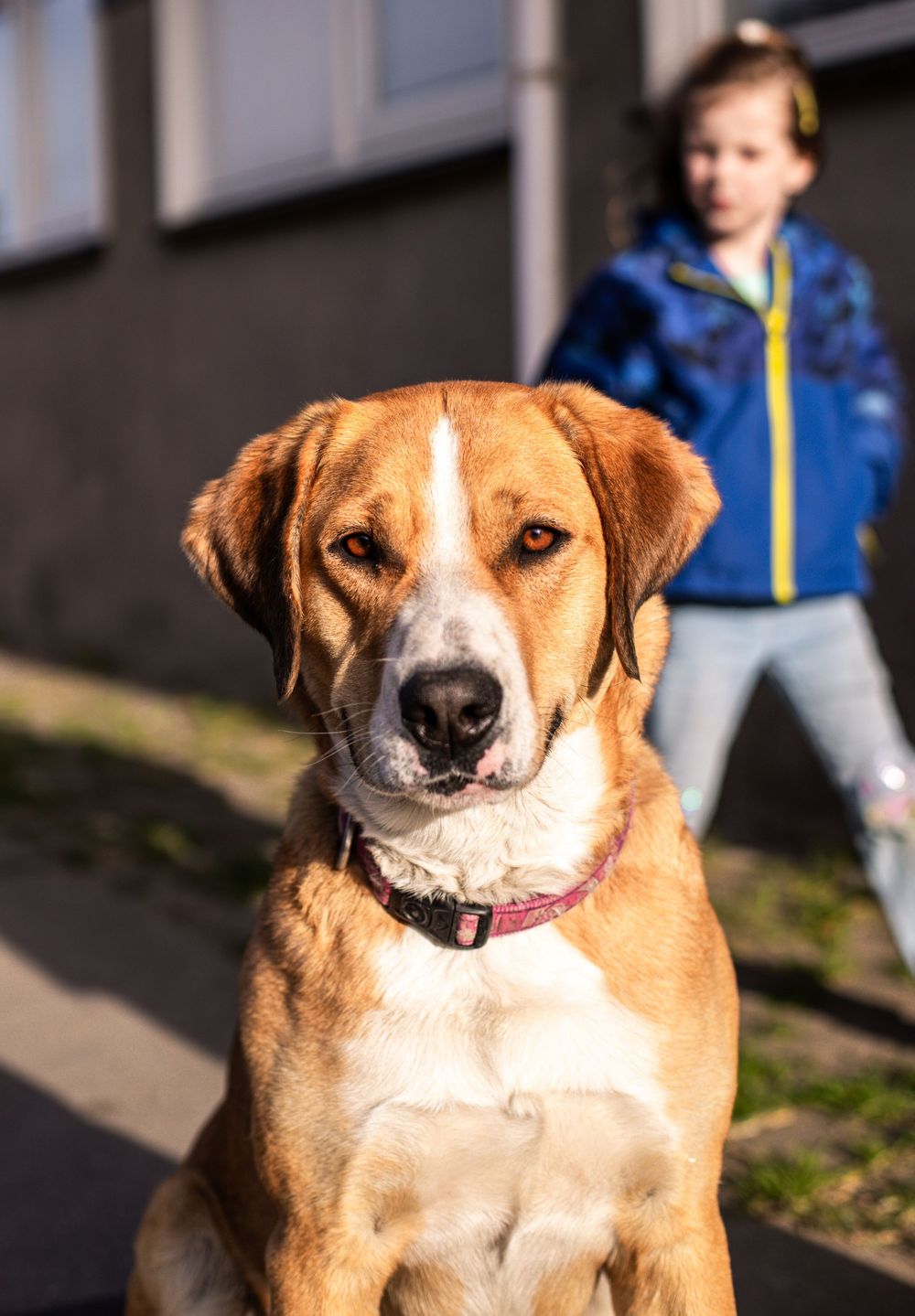 Brown and white mixed breed dog with alert expression sits outdoors while someone stands in background on sunny day.