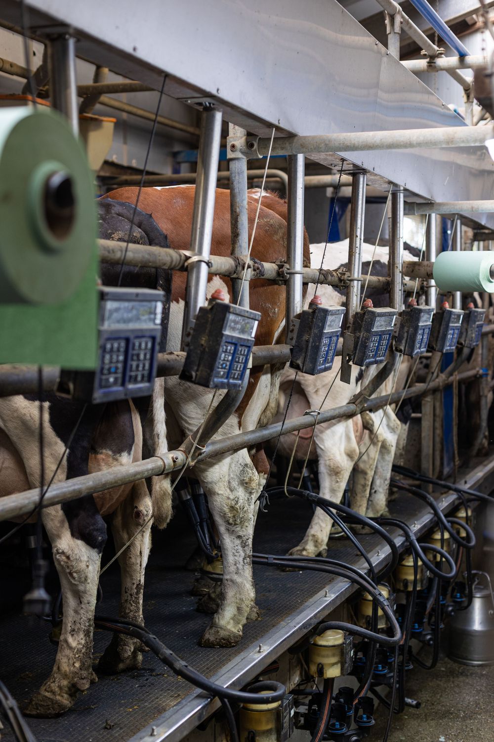 Automated milking machines attached to dairy cows in a modern dairy farm milking parlor.