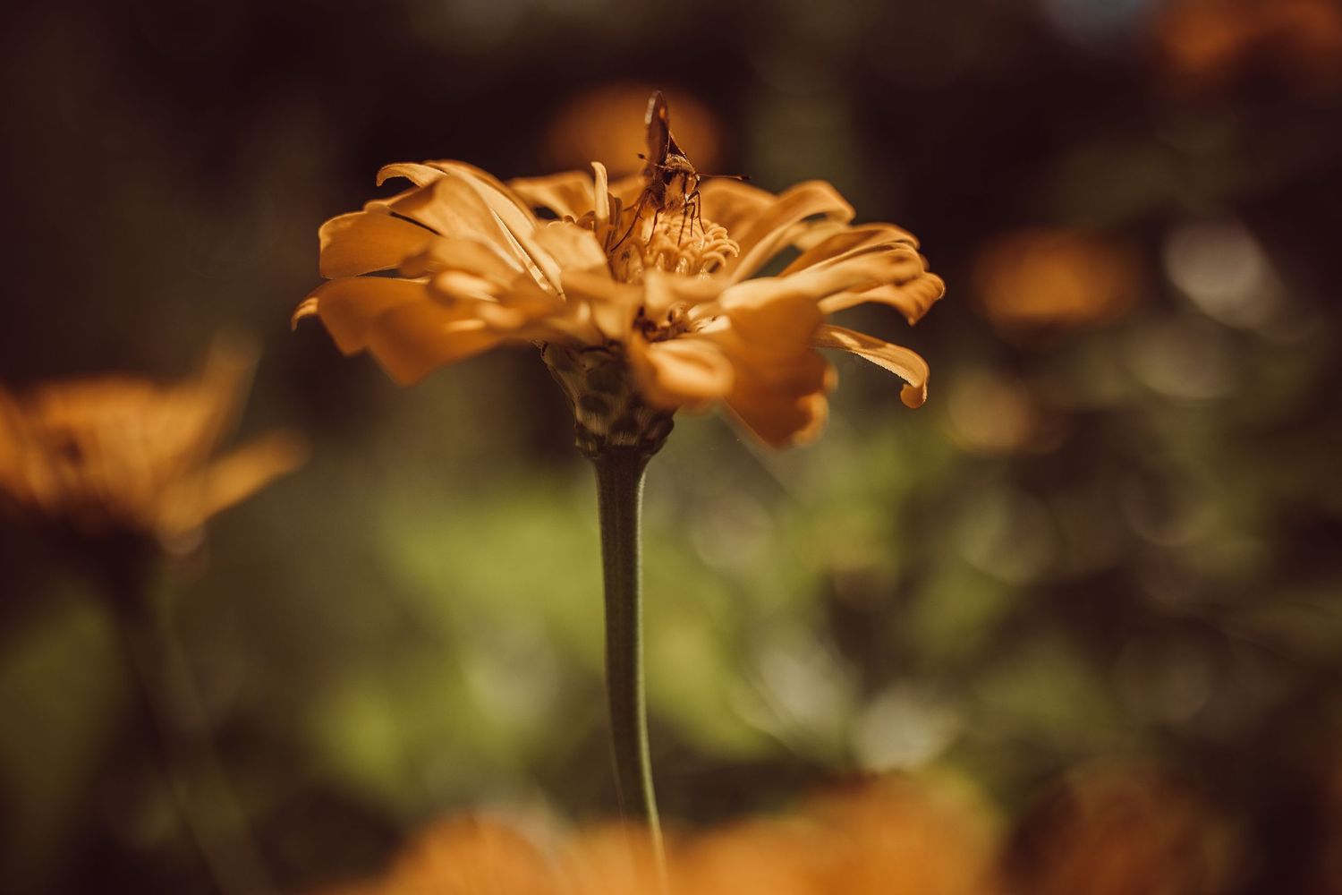 A golden orange zinnia flower in soft focus macro shot with dark background and dreamy bokeh effect.