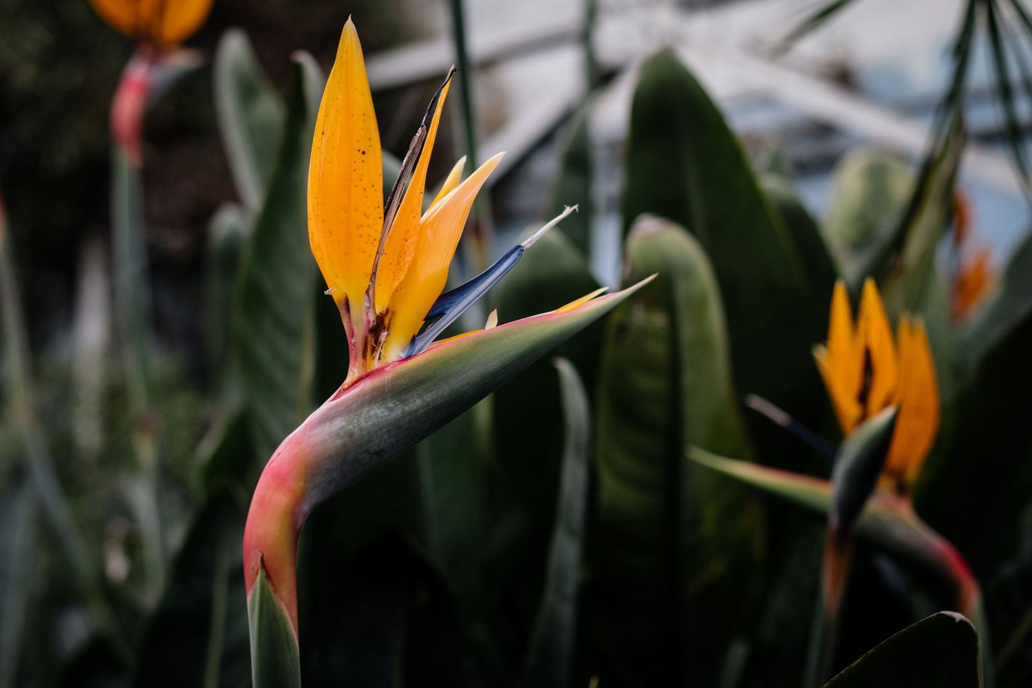 Close-up photograph of vibrant orange bird of paradise flowers against dark green foliage.