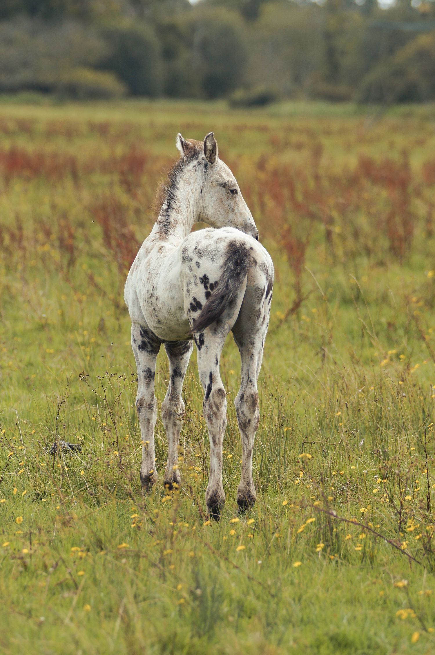 Appaloosa foal standing in field. Taken in the New Forest National Park, England.