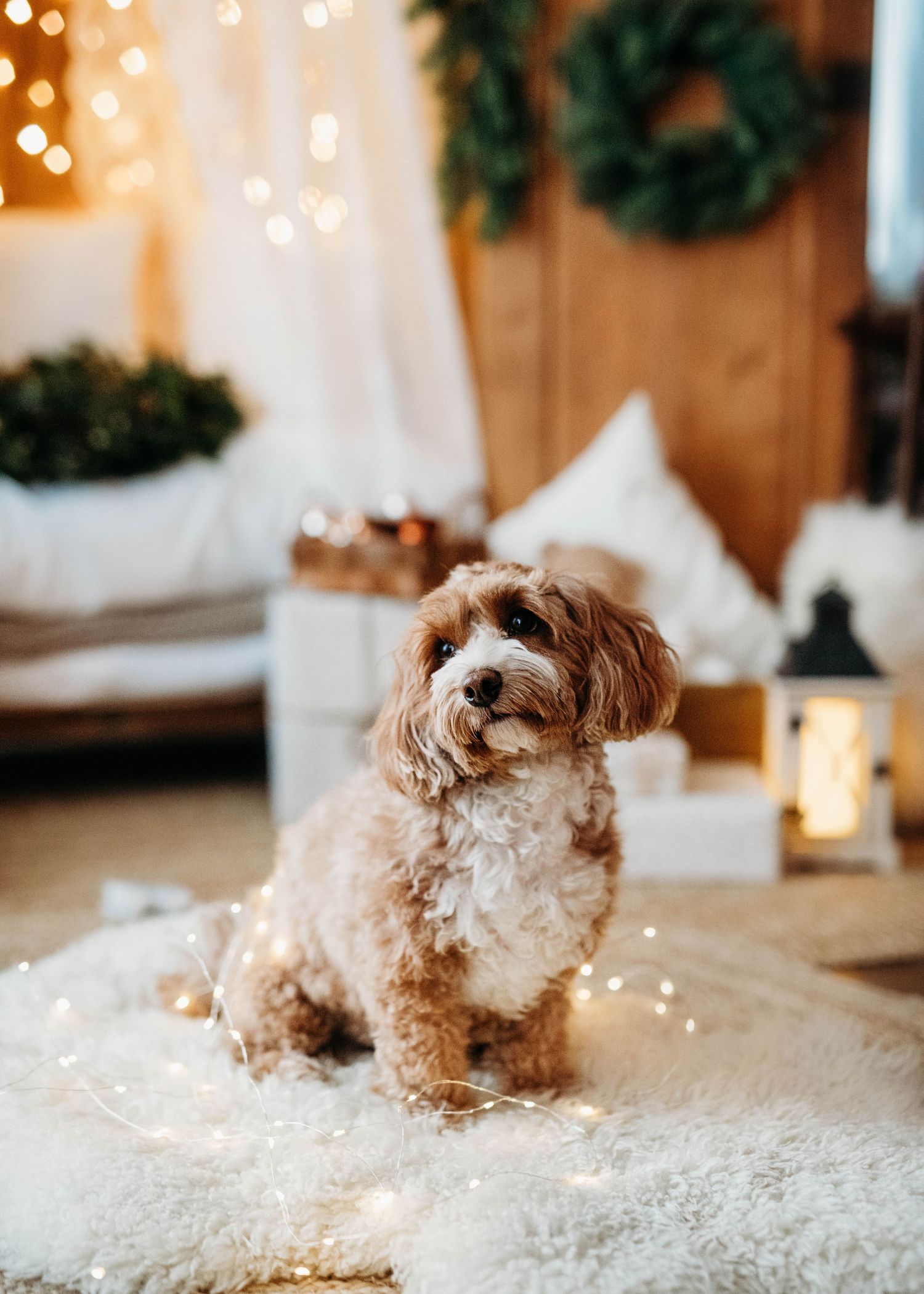 A fluffy brown and white dog sits among Christmas decorations and twinkling lights.