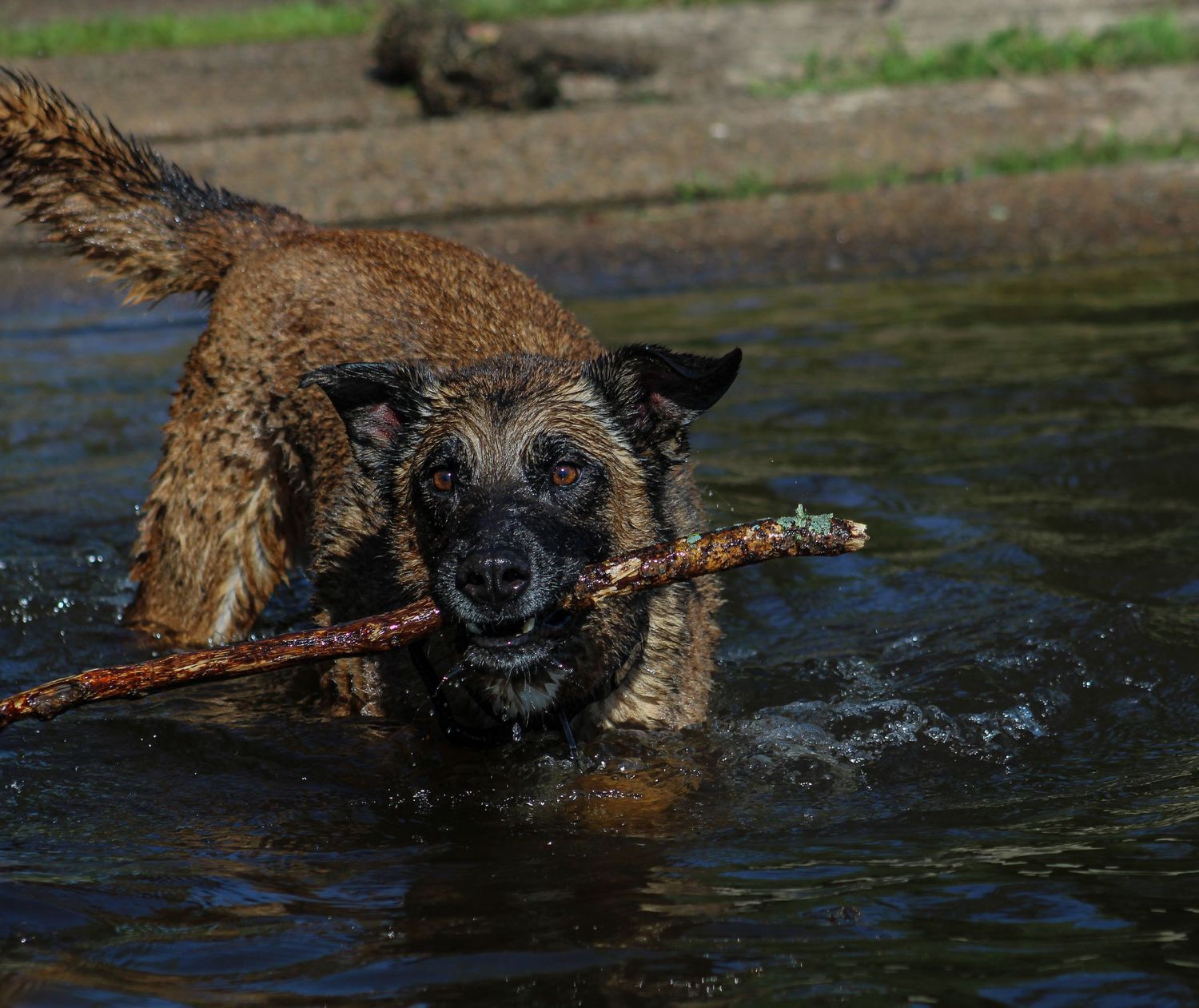 Wet Belgian Malinois dog carrying a stick while wading through water.