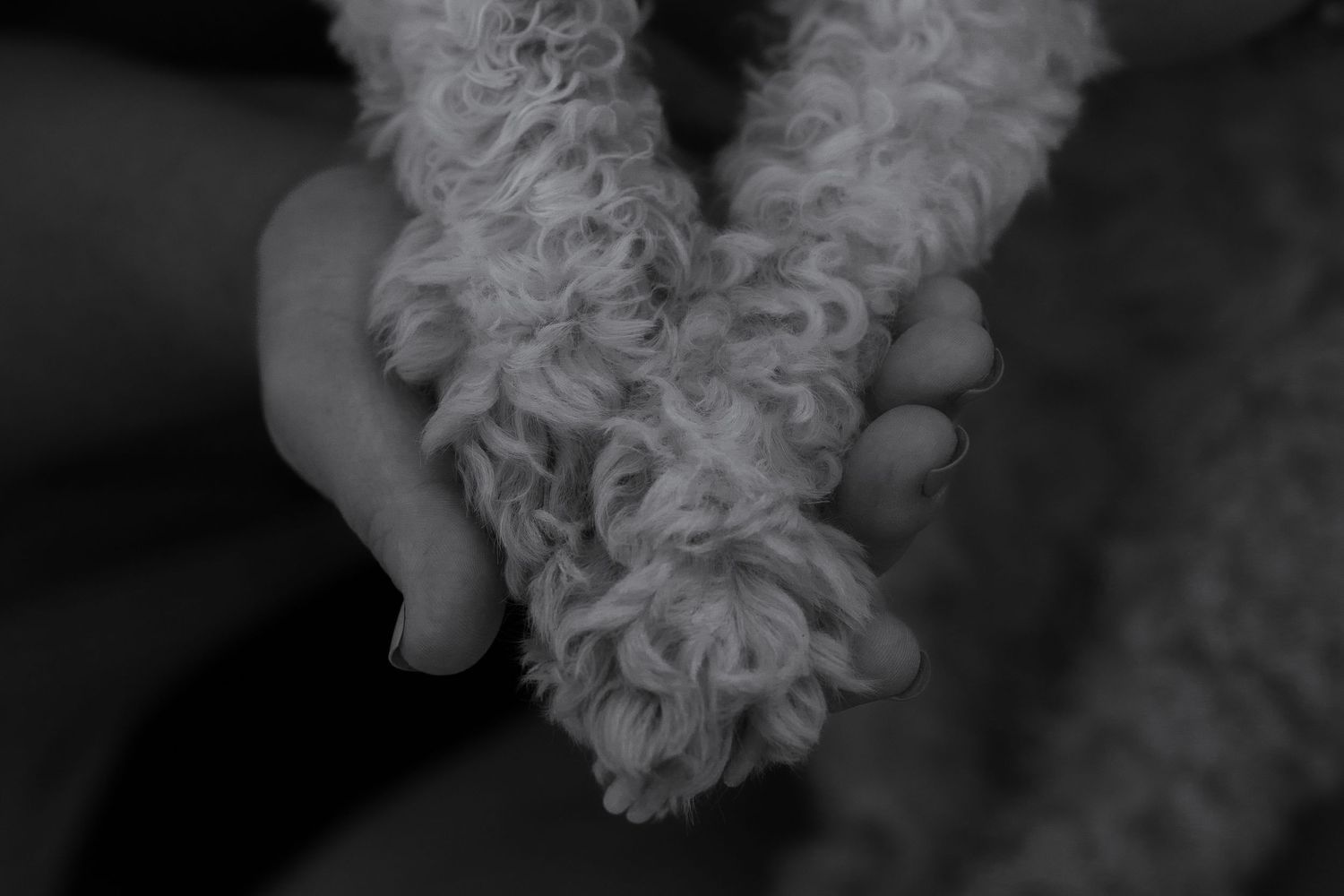 End of life dog session in Arizona. Dog photographer in Portland Oregon