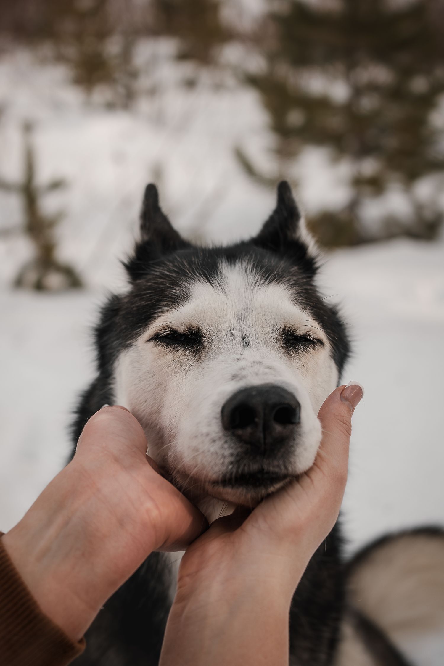 Husky resting head in owners hands