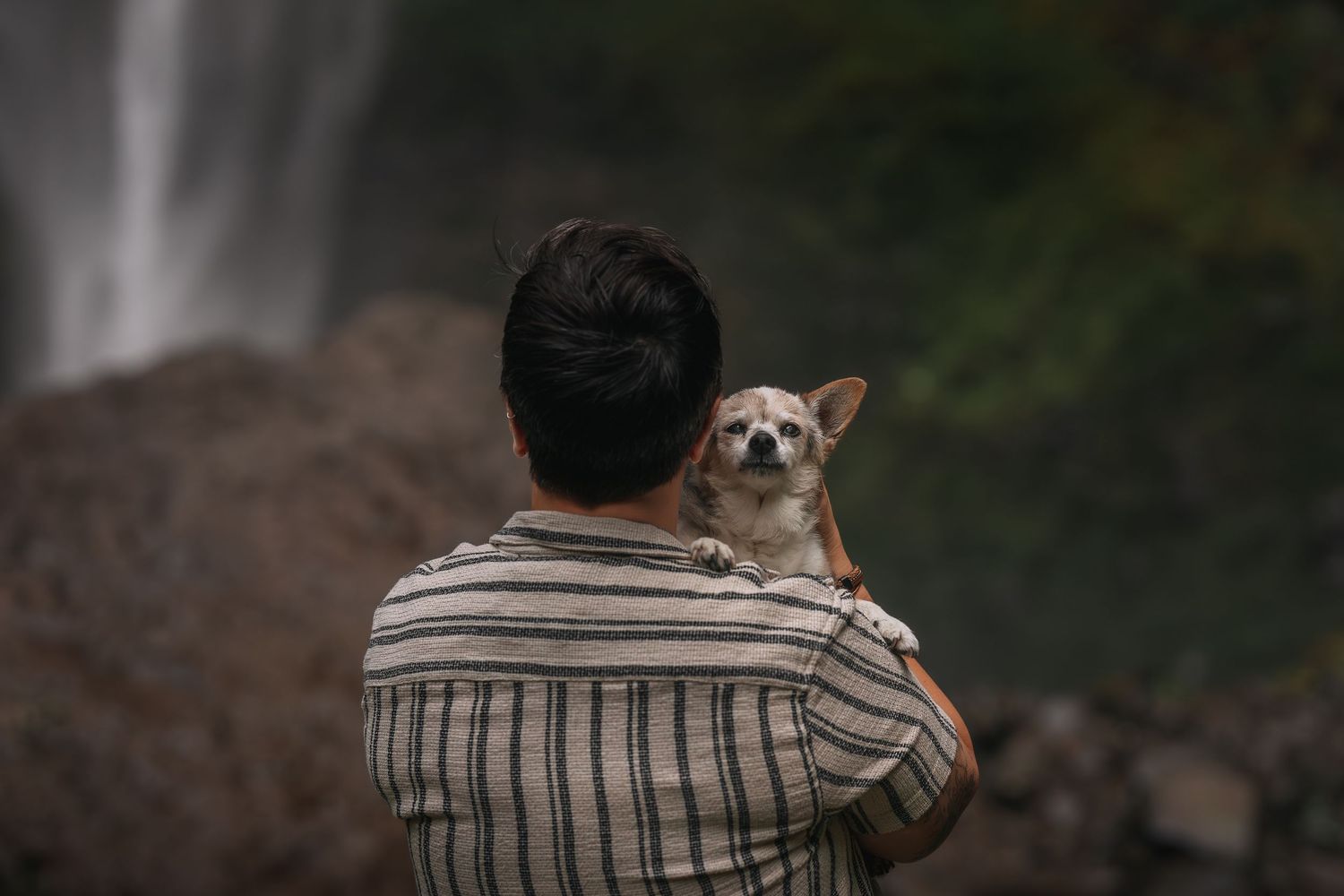 Old dog with owner