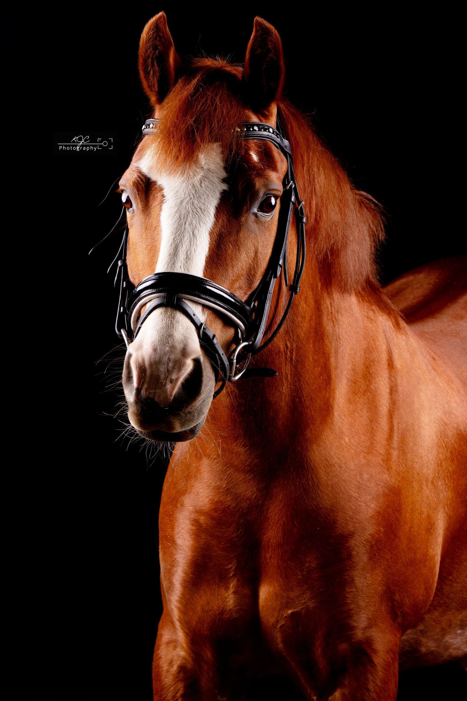 Leuke vospony tijdens Fine Art fotoshoot in mobiele studio