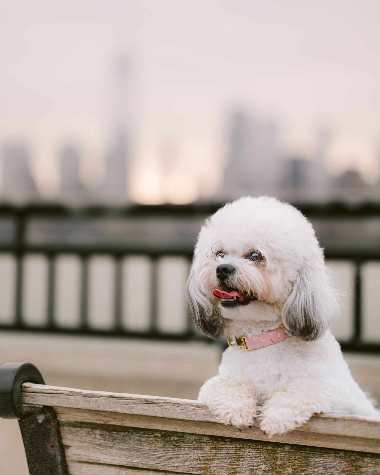 Furry Moments New York New Jersey Pet Photography