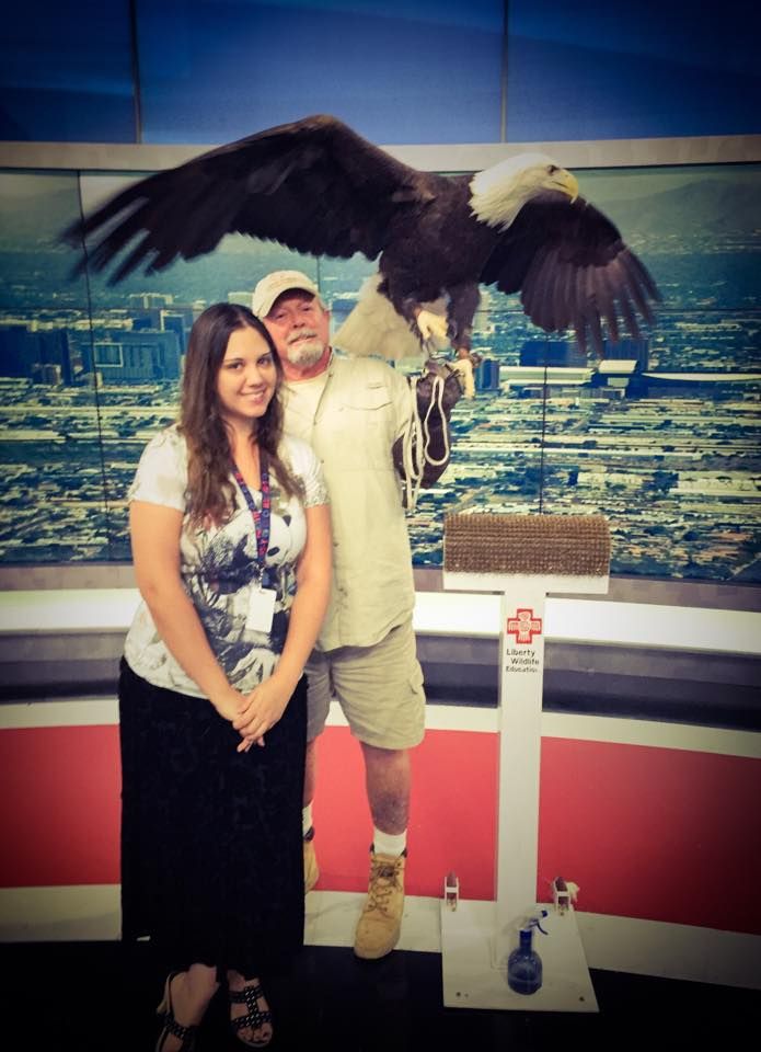 A bald eagle spreads its wings during a studio photo opportunity with cityscape backdrop.