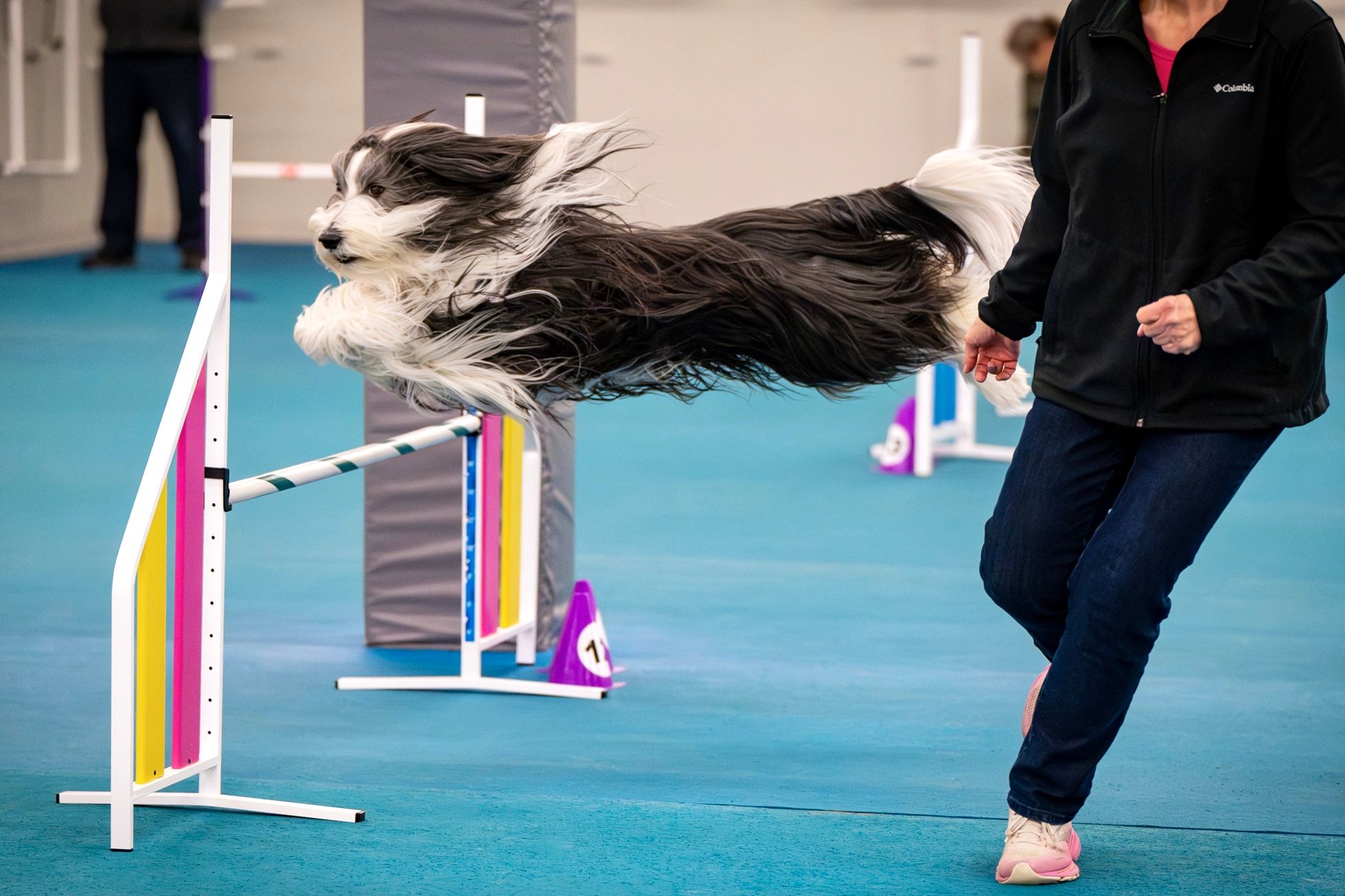 A bearded collie jumps over a colorful agility jump