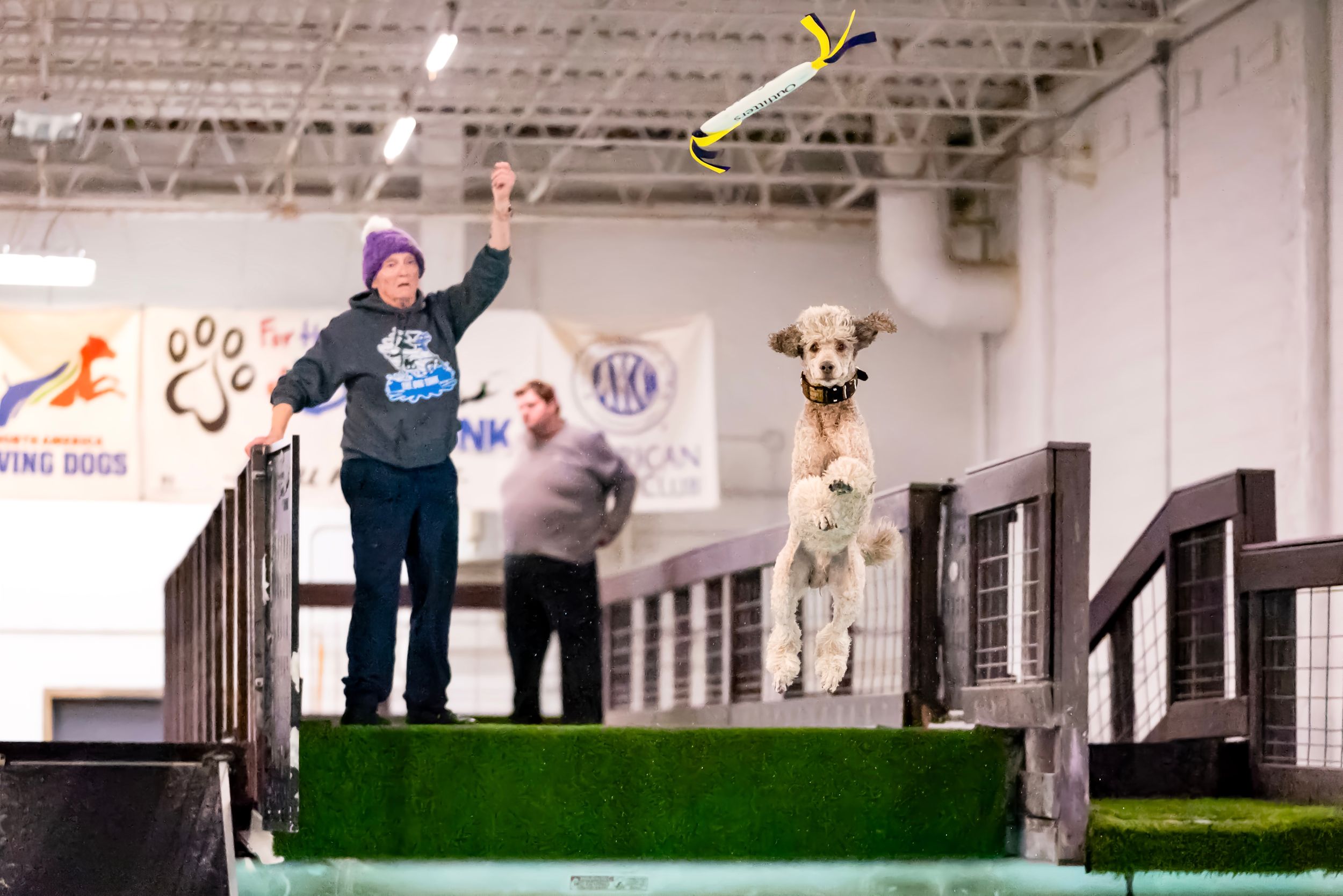 A standard poodle jumps into a dock diving poodle