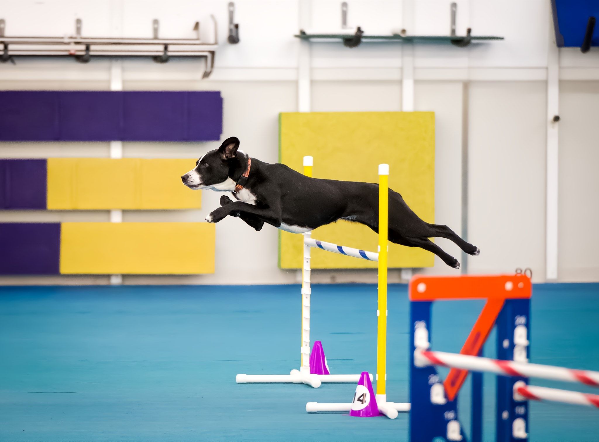 A black and white mix breed dog jumps over a colorful agility jump