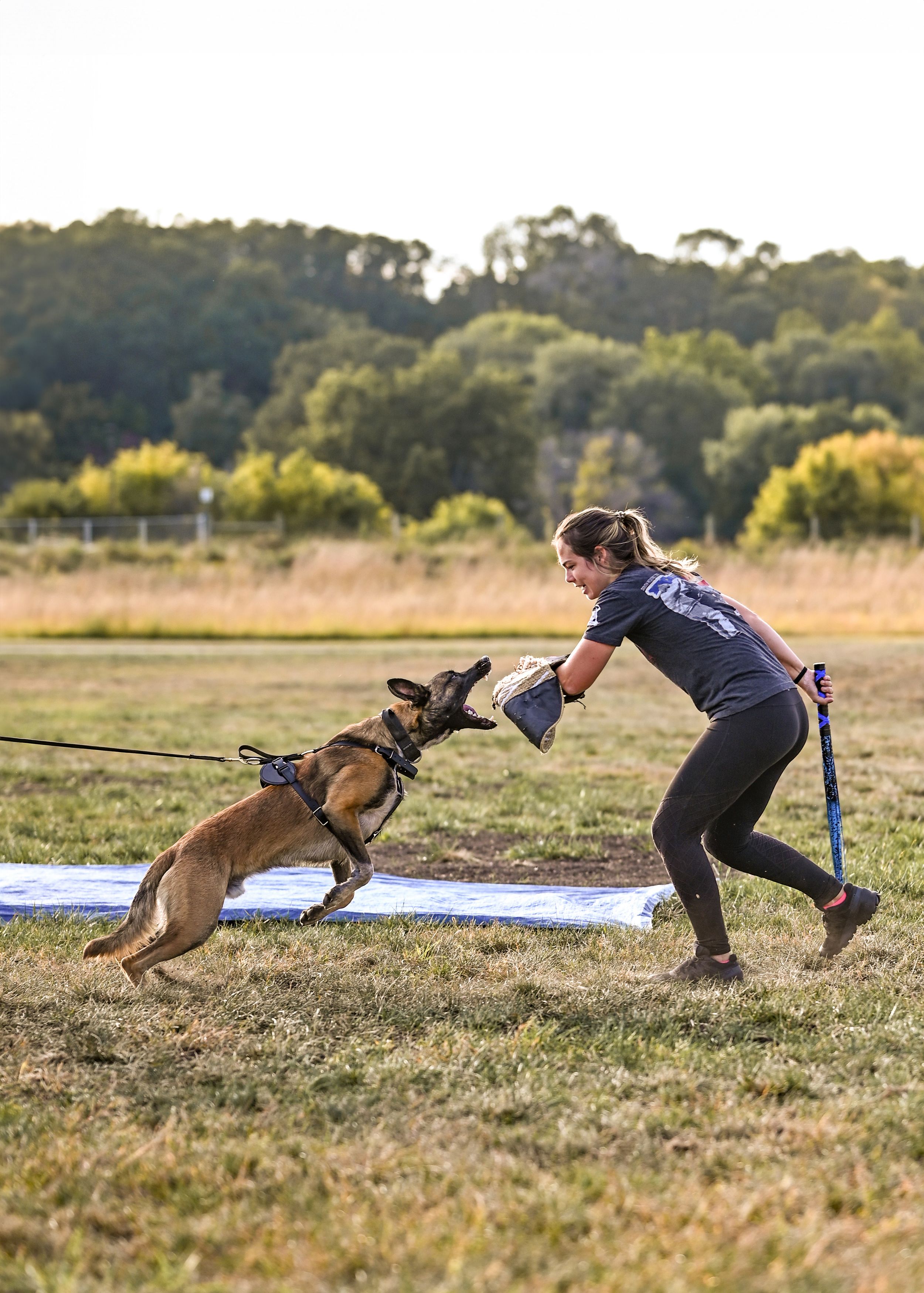 A women wearing a bite sleeve holds out her arm to a Belgian malinois who goes in for a bite