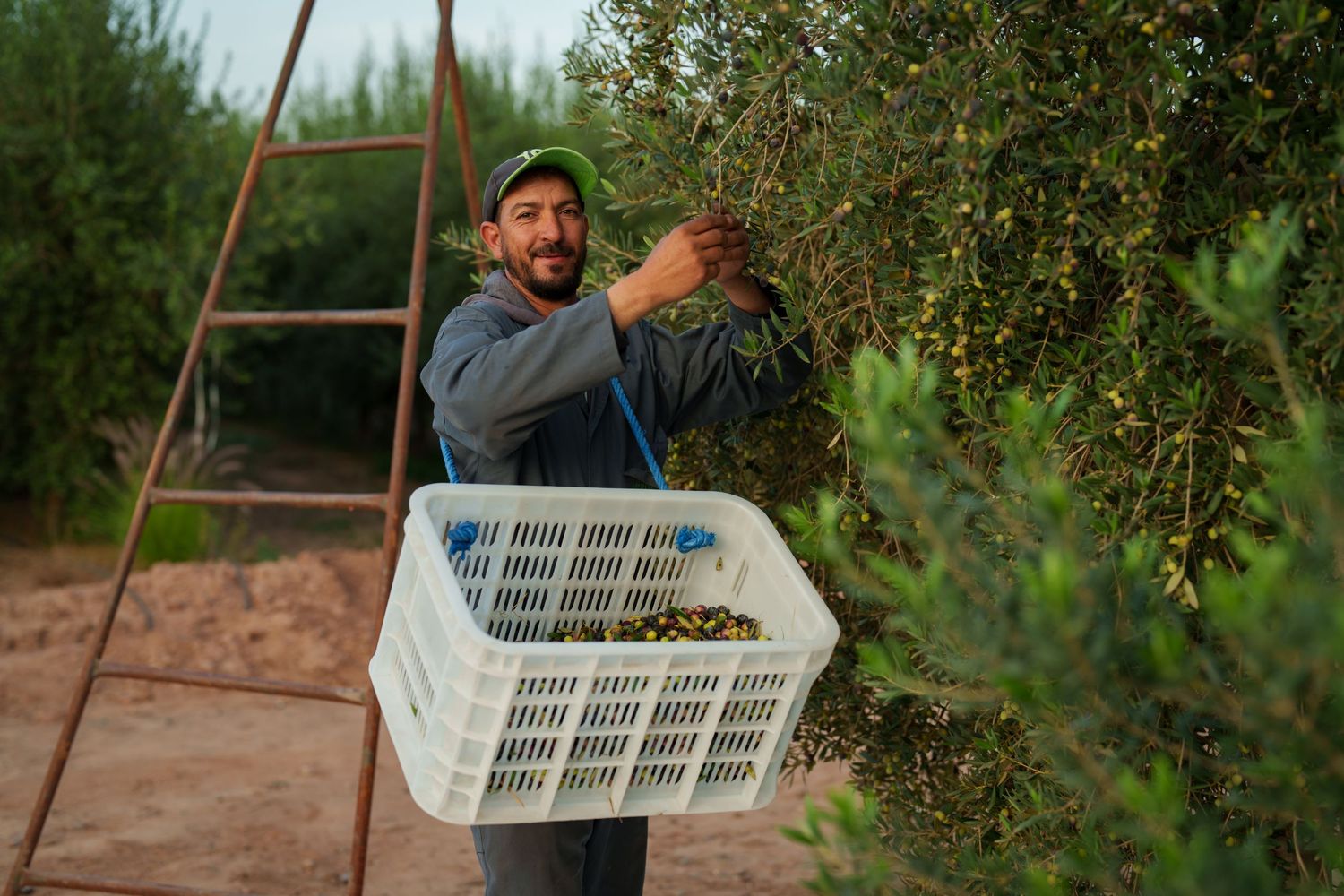Olive picker working in an Olive grove in Morocco