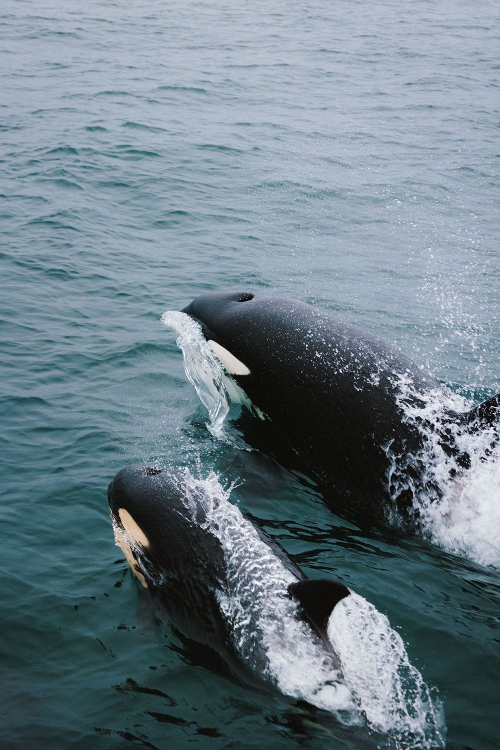 A sequence of photos showing a Pacific white-sided dolphin swimming and leaping through ocean waves.