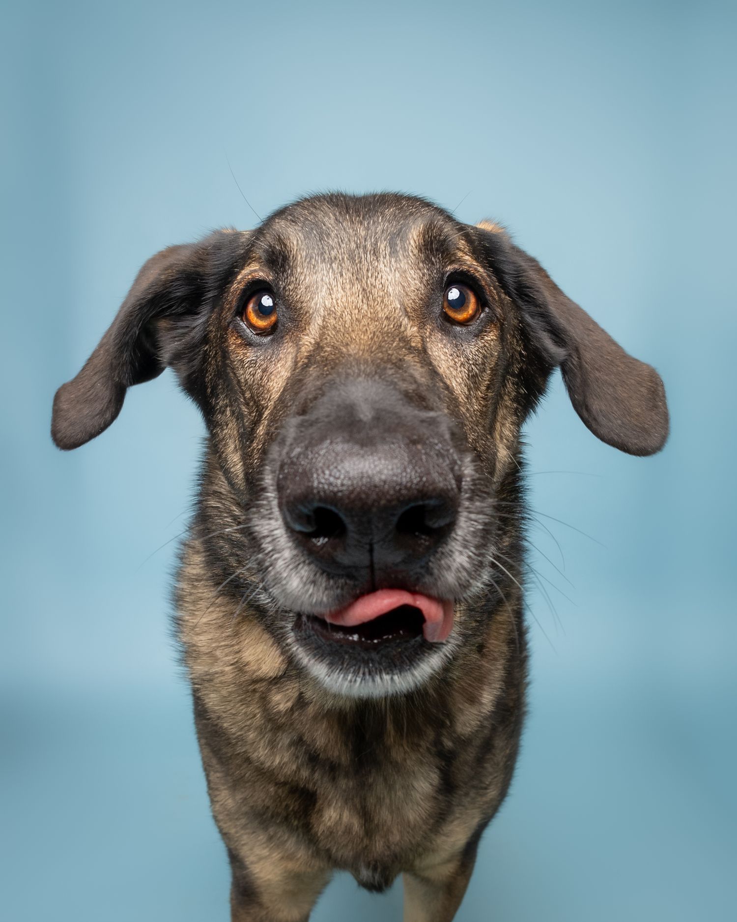 Close-up portrait of a brown mixed breed dog with floppy ears against blue background.