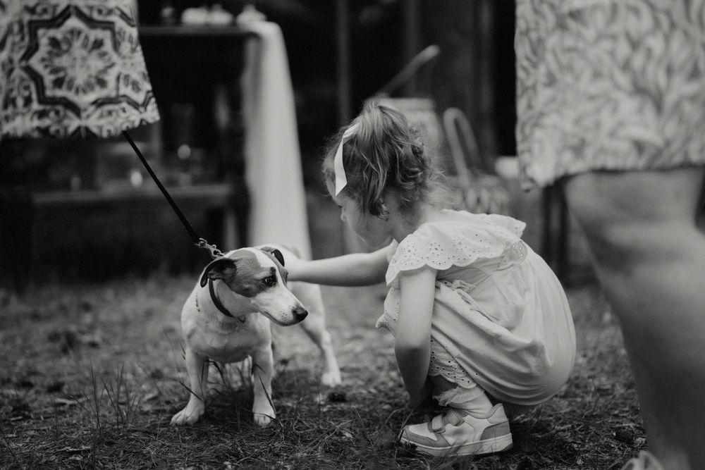 Small dog playing with guests at an outdoor wedding.