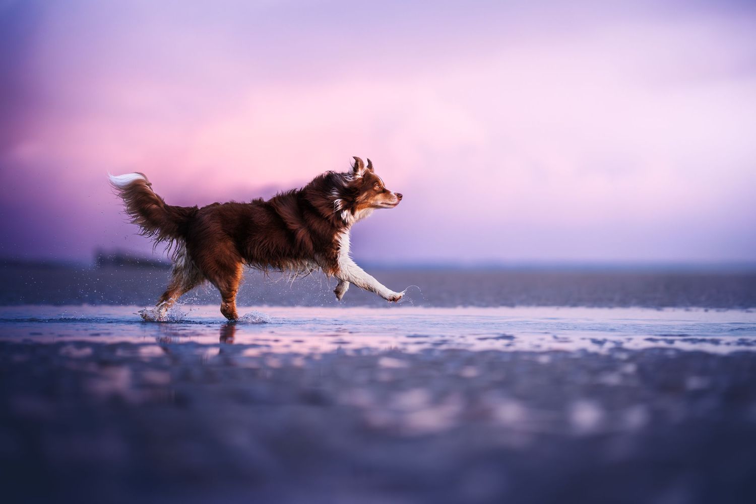 Husky dog running freely on beach during purple sunset.