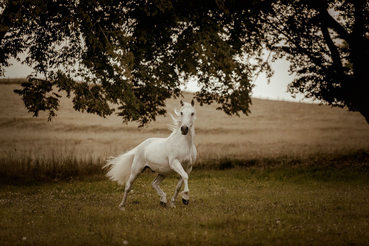 Photographe équin en Belgique, photographe chevaux, equine photographer, world horse photographer