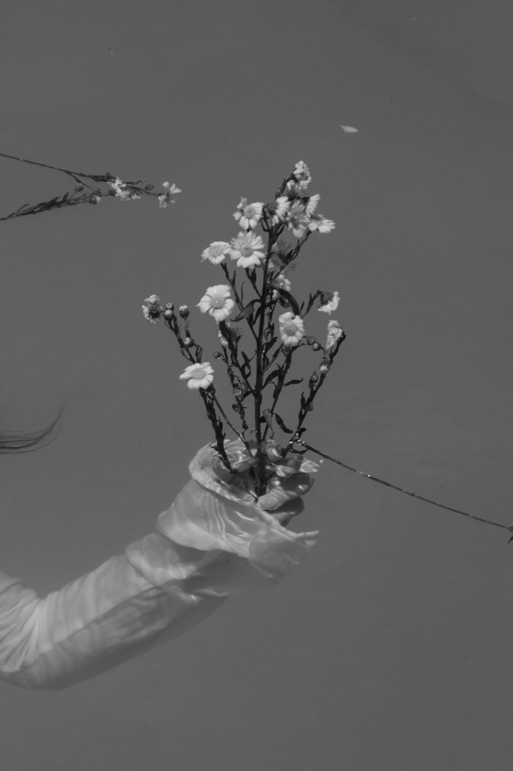 Black and white image of hand holding delicate flower stems underwater.