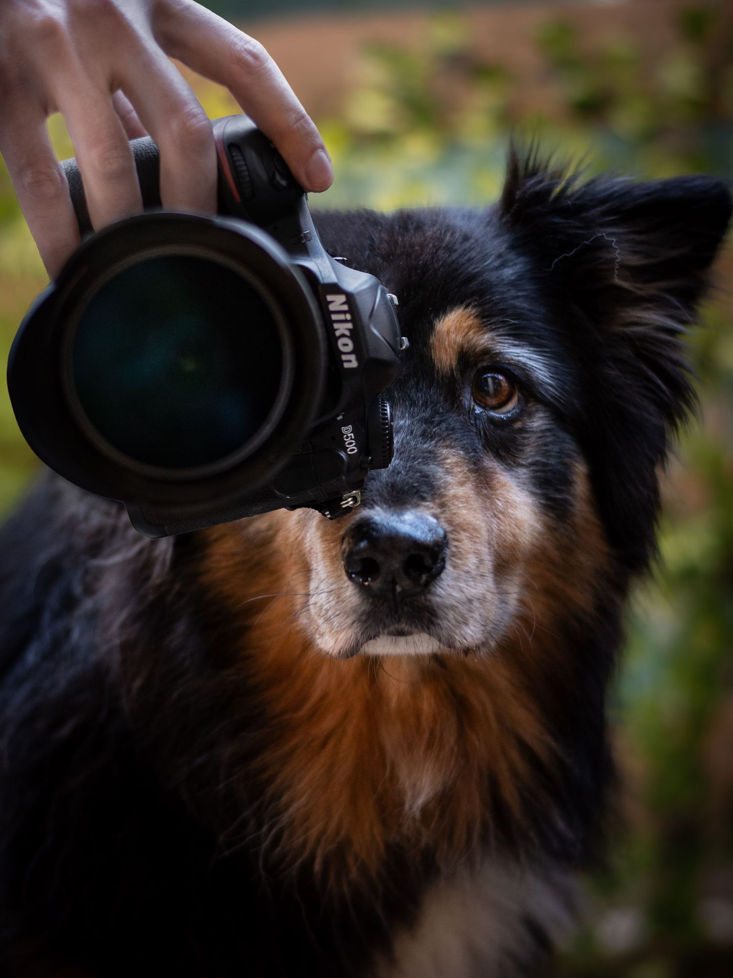 .photographie canine