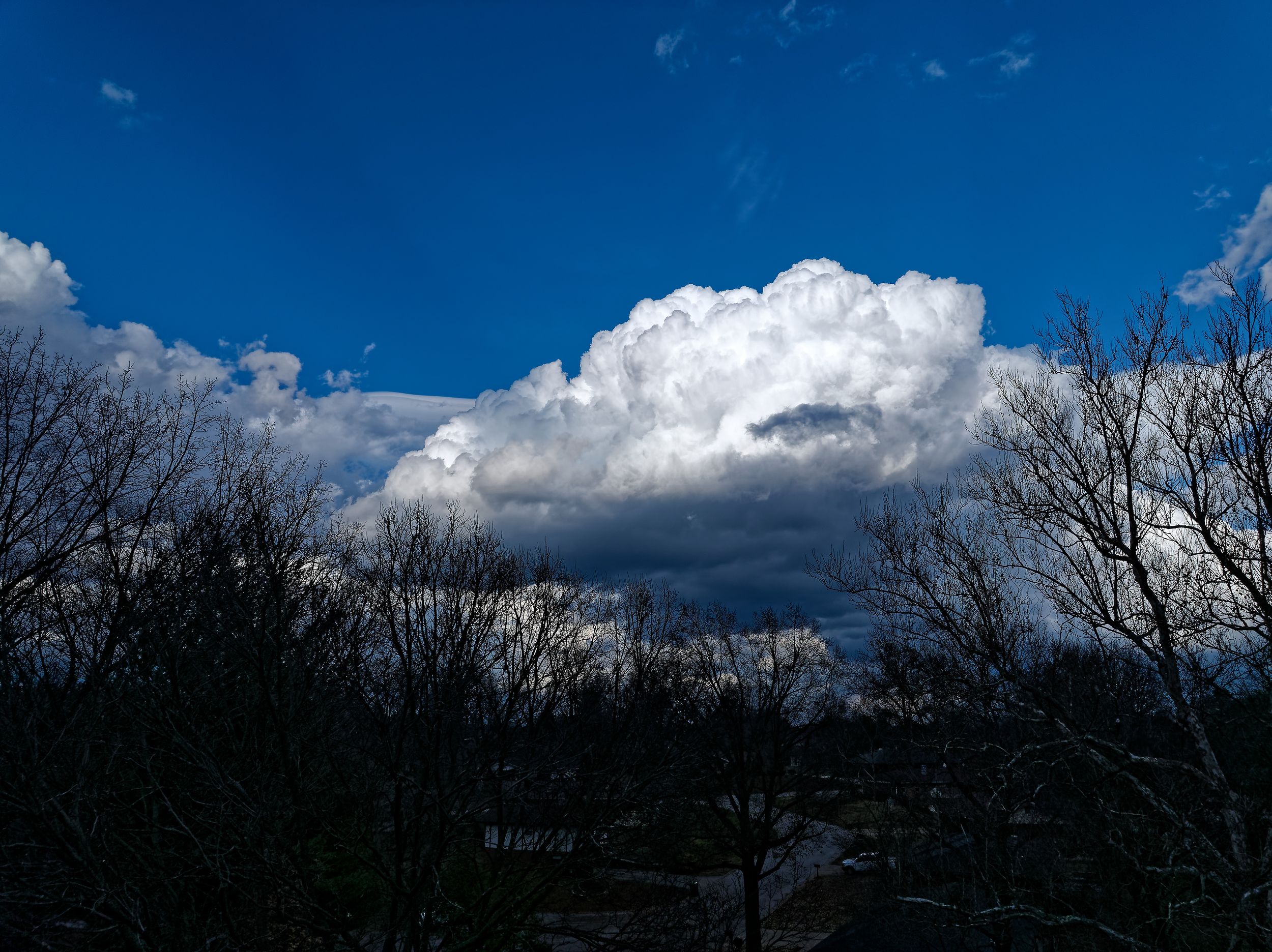 A panoramic landscape of bare winter trees silhouetted against a dramatic cloudy sky with white puffy clouds.