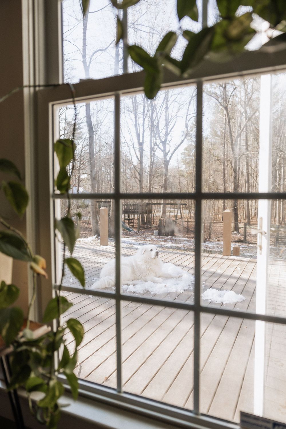 View through a window framed by indoor plants showing a snowy deck and winter forest landscape beyond.