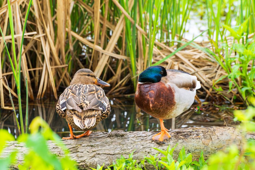 A Fowl Conversation