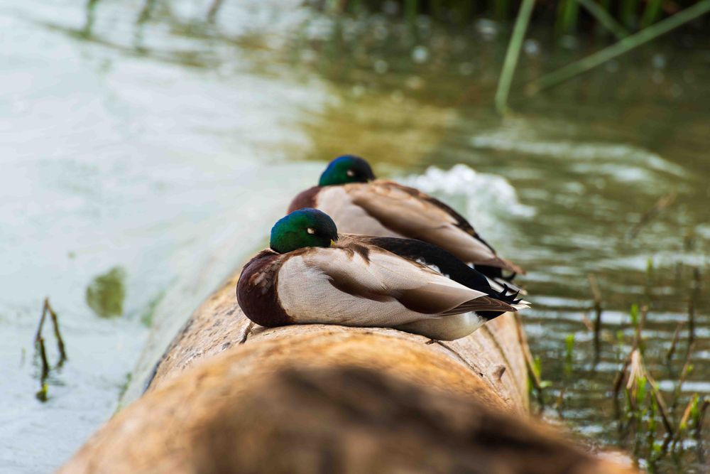Sleeping Fowl