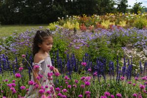 A beautiful garden scene with vibrant purple lupines and pink flowers in full bloom.