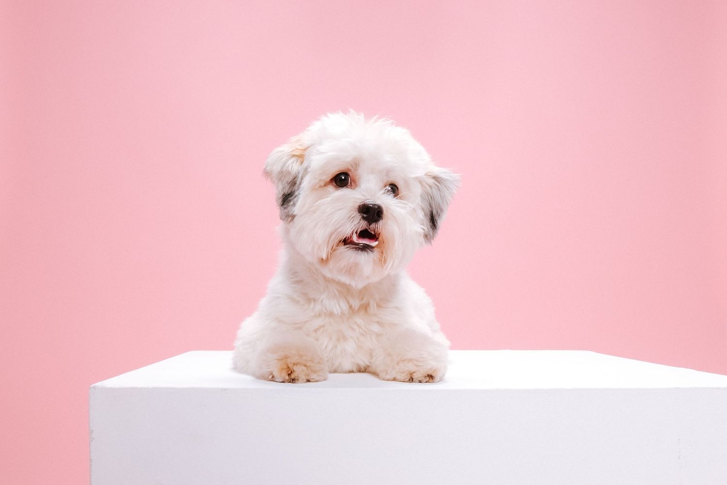 fotógrafo mascotas gran canaria, fotógrafo perros las palmas, fotógrafo perros gran canaria, las palmas, fotógrafo mascotas Las Palmas