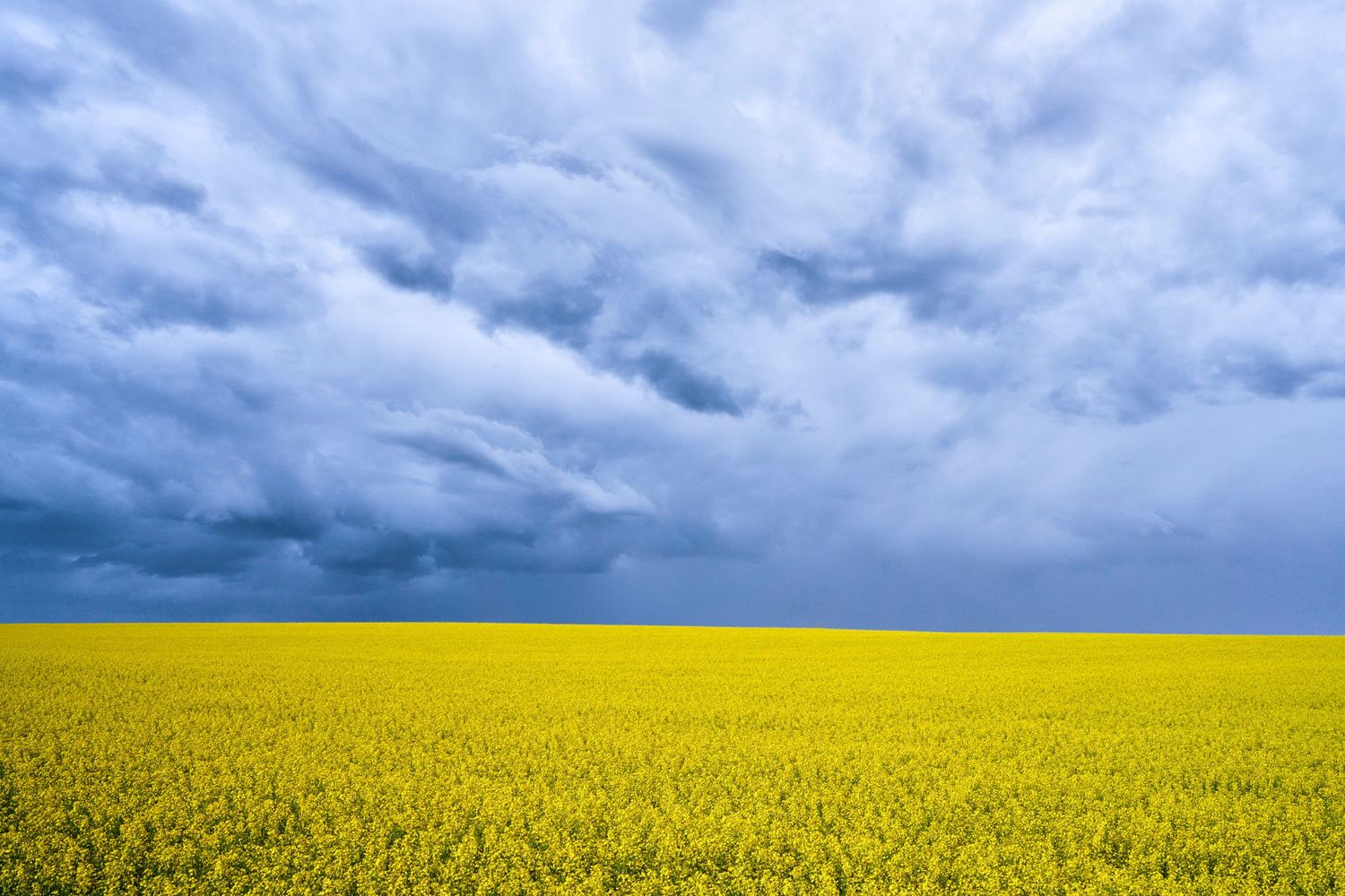 Vibrant yellow canola field stretches to horizon under dramatic stormy blue clouds in rural landscape photographed by Evan Will in Alberta