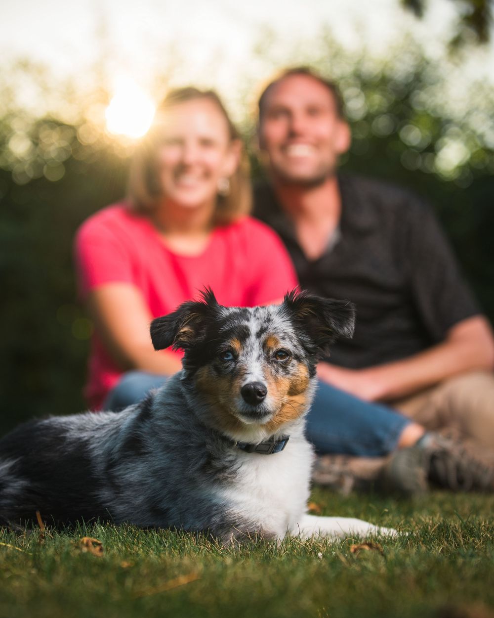 A blue merle Australian Shepherd dog lies in grass with a smiling couple sitting together in the blurred background.