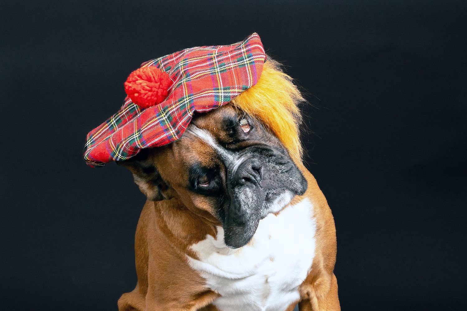 Boxer dog wearing plaid cap with yellow and red accents against black background.
