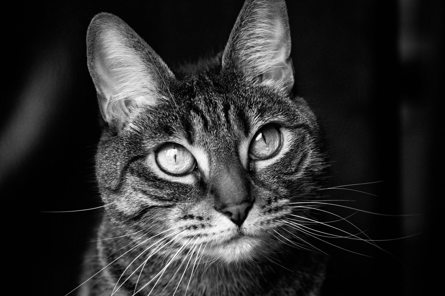 End of Life Cat Photography