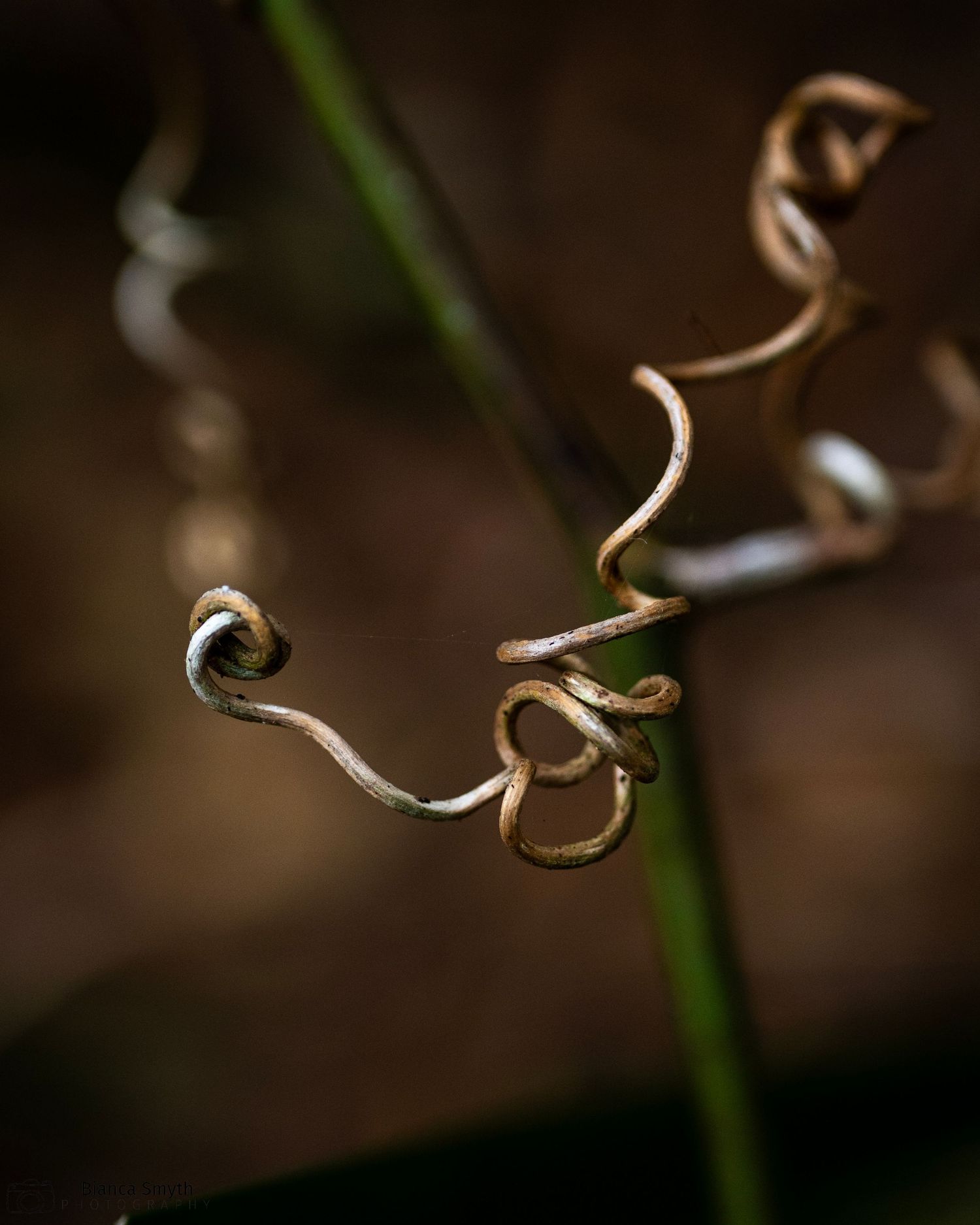 Close up of a plant, showing clarity and detail