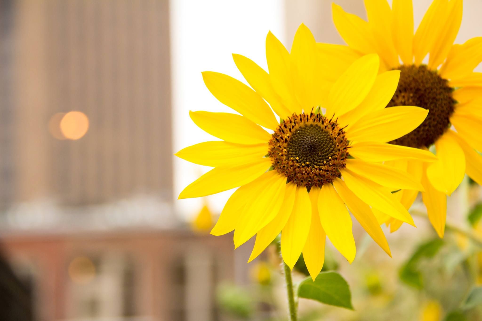 Close-up of bright yellow sunflowers against blurred background.