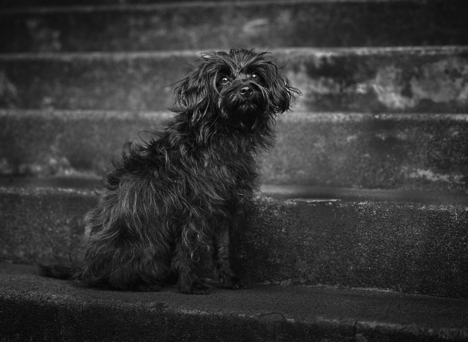 Black and white photo of small dog resting on stone steps.